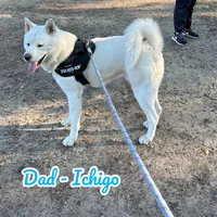 Japanese Akita, a female Japanese Akita for sale in Westminster, CA – 7 of 8