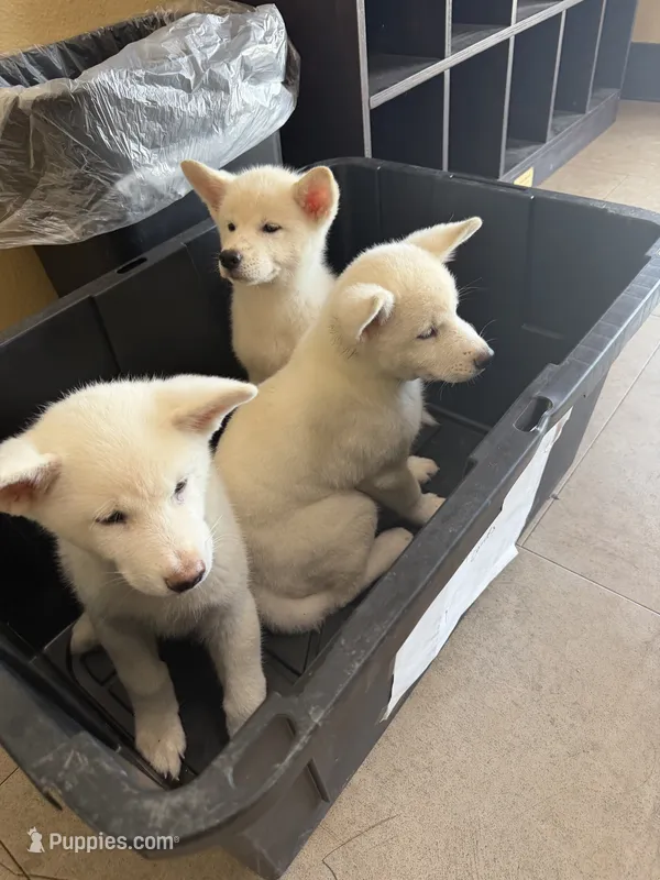 Bluey – Japanese Akita puppy for sale in Westminster, CA