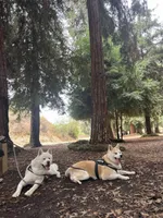 Bluey, a male Japanese Akita for sale in Westminster, CA – 5 of 7