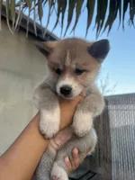 Japanese Akita, a male Japanese Akita for sale in Westminster, CA – 4 of 9