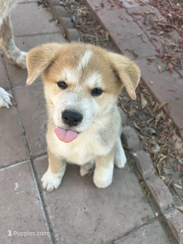 Japanese Akita – Japanese Akita puppy for sale in Westminster, CA