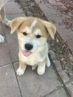 Japanese Akita, a male Japanese Akita for sale in Westminster, CA – 1 of 9