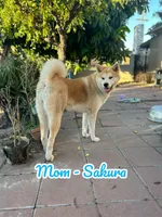 Japanese Akita, a male Japanese Akita for sale in Westminster, CA – 9 of 9