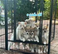 Japanese Akita, a male Japanese Akita for sale in Westminster, CA – 7 of 9