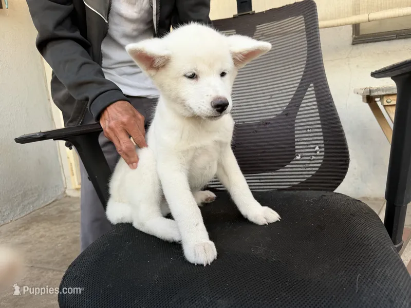 Bluey – Japanese Akita puppy for sale in Westminster, CA