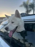 Bluey, a male Japanese Akita for sale in Westminster, CA – 7 of 7