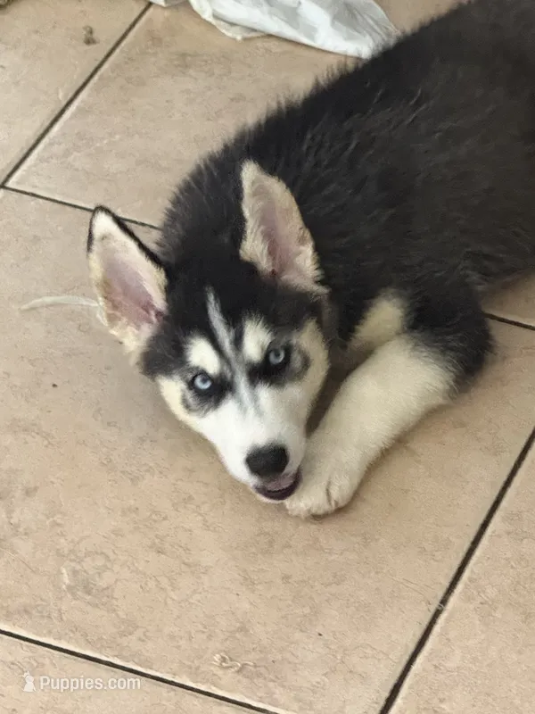 Name me please  – Siberian Husky puppy for sale in Hollywood, FL