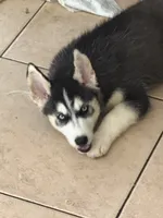 Name me please , a female Siberian Husky for sale in Hollywood, FL – 2 of 8