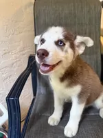 Name me please , a female Siberian Husky for sale in Hollywood, FL – 2 of 9