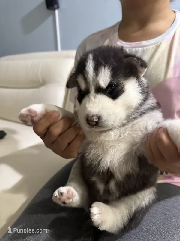 Name me please  – Siberian Husky puppy for sale in Hollywood, FL