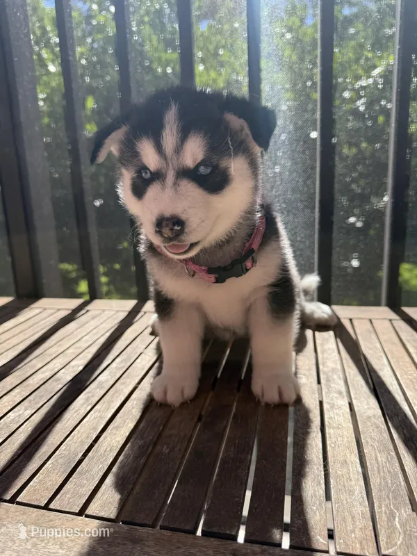 Name me please  – Siberian Husky puppy for sale in Hollywood, FL