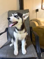 Name me please , a female Siberian Husky for sale in Hollywood, FL – 1 of 8