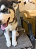 Name me please , a female Siberian Husky for sale in Hollywood, FL – 6 of 8