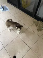 Name me please , a female Siberian Husky for sale in Hollywood, FL – 3 of 9