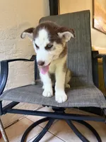 Name me please , a female Siberian Husky for sale in Hollywood, FL – 4 of 9