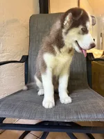 Name me please , a female Siberian Husky for sale in Hollywood, FL – 6 of 9