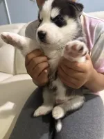 Name me please , a female Siberian Husky for sale in Hollywood, FL – Photo 1 of 2