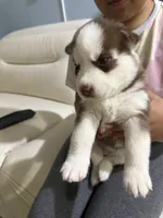 Name me please , a female Siberian Husky for sale in Hollywood, FL – Photo 2 of 3