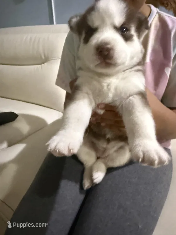 Name me please  – Siberian Husky puppy for sale in Hollywood, FL