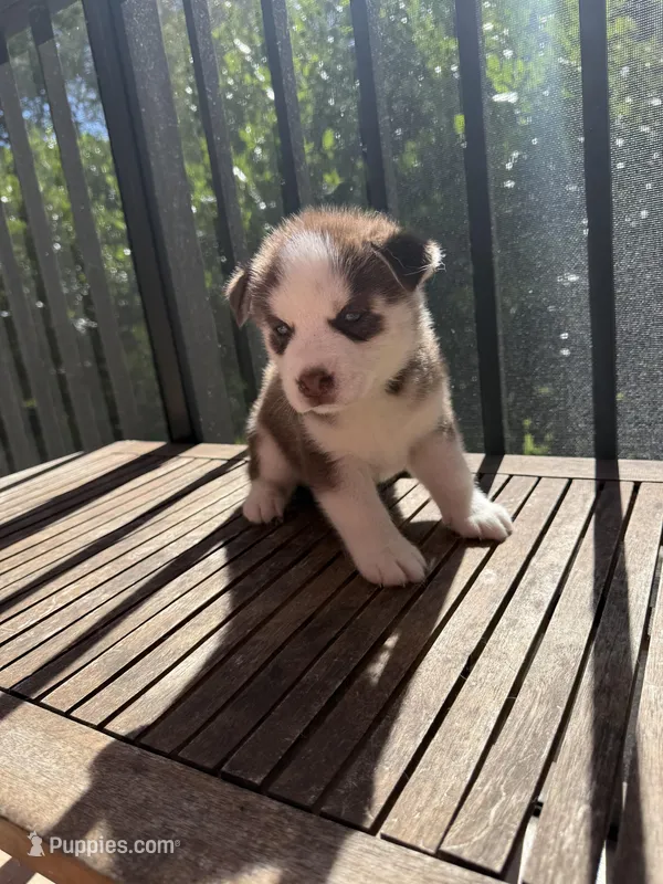 Name me please  – Siberian Husky puppy for sale in Hollywood, FL