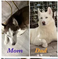 Name me please , a female Siberian Husky for sale in Hollywood, FL – Photo 3 of 3