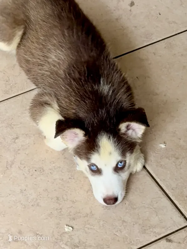 Name me please  – Siberian Husky puppy for sale in Hollywood, FL