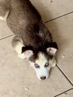 Name me please , a female Siberian Husky for sale in Hollywood, FL – 1 of 9