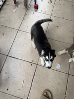 Name me please , a female Siberian Husky for sale in Hollywood, FL – 4 of 8