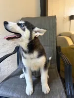 Name me please , a female Siberian Husky for sale in Hollywood, FL – 5 of 8