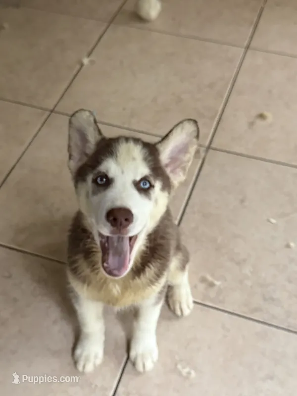 Name me please  – Siberian Husky puppy for sale in Hollywood, FL