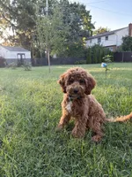 Bruno, a male Cavapoo for sale in Plymouth, MI – 5 of 7