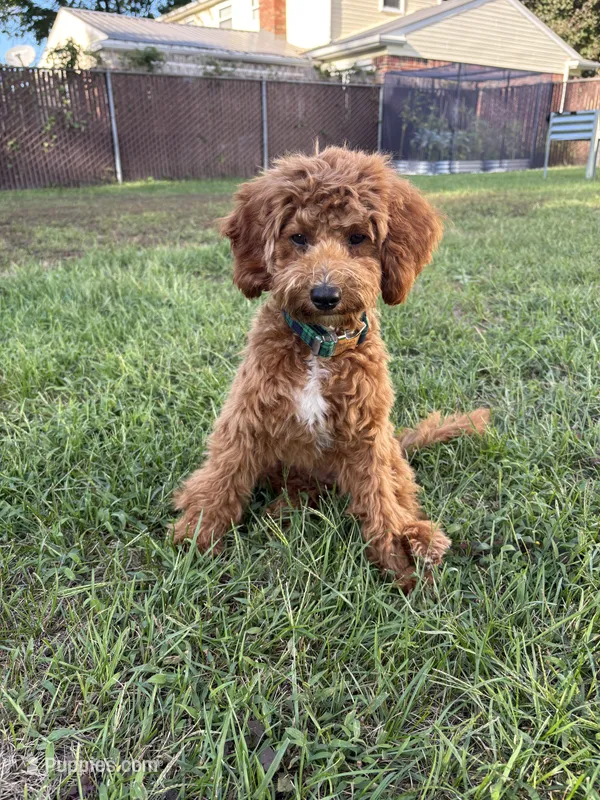 Bruno – Cavapoo puppy for sale in Plymouth, MI