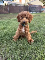 Bruno, a male Cavapoo for sale in Plymouth, MI – 1 of 7