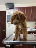 Bruno, a male Cavapoo for sale in Plymouth, MI – 7 of 7
