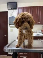 Bruno, a male Cavapoo for sale in Plymouth, MI – 3 of 7