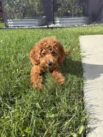 Bruno, a male Cavapoo for sale in Plymouth, MI – 4 of 7
