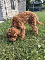 Bruno, a male Cavapoo for sale in Plymouth, MI – 6 of 7