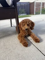 Bruno, a male Cavapoo for sale in Plymouth, MI – 2 of 7