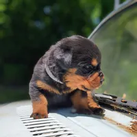 Porsha, a female Rottweiler for sale in Nappanee, IN – 2 of 3