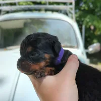 Thunderbird, a female Rottweiler for sale in Nappanee, IN – 2 of 3