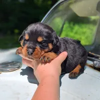 Diesel, a male Rottweiler for sale in Nappanee, IN – 1 of 3