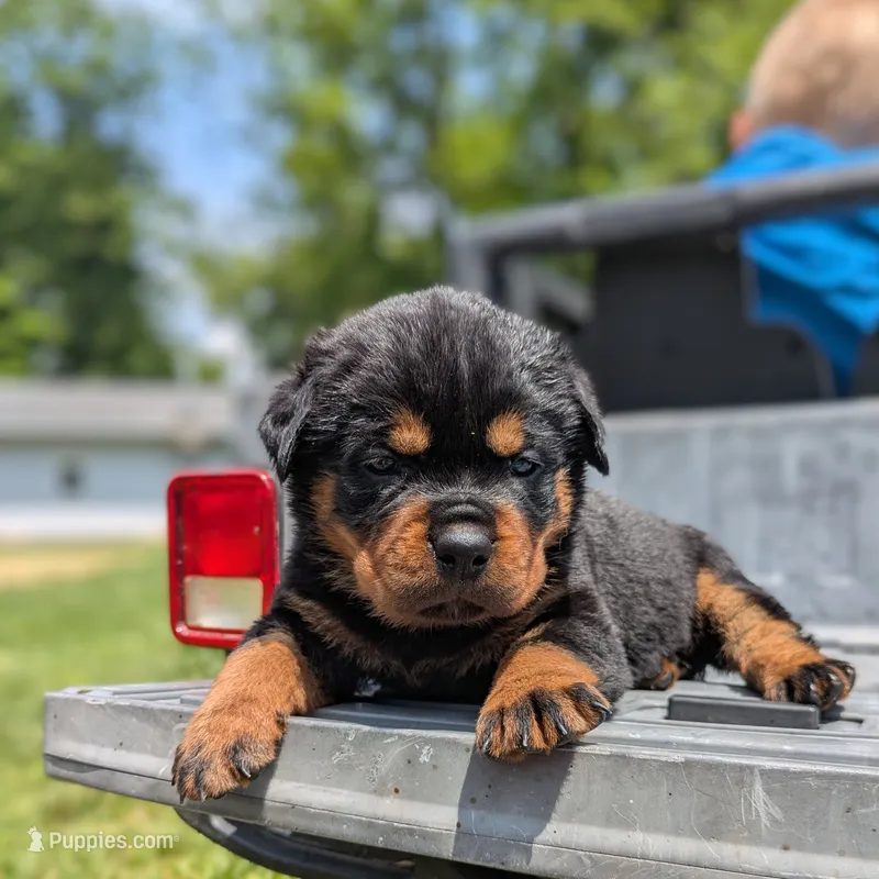 Porsha – Rottweiler puppy for sale in Nappanee, IN