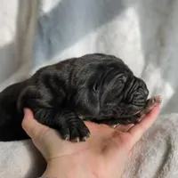 Cypress, a male Great Dane for sale in Nappanee, IN – Photo 2 of 5