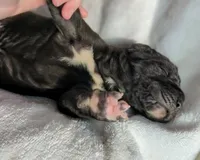 Cypress, a male Great Dane for sale in Nappanee, IN – Photo 3 of 5