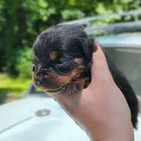 Thunderbird, a female Rottweiler for sale in Nappanee, IN – 3 of 3