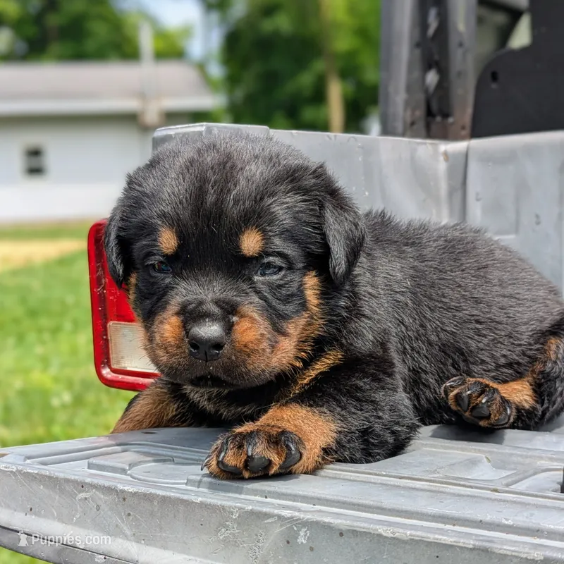 Benz – Rottweiler puppy for sale in Nappanee, IN
