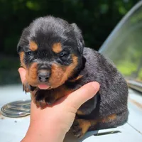 Porsha, a female Rottweiler for sale in Nappanee, IN – 1 of 3