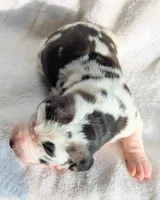 Aspen, a female Great Dane for sale in Nappanee, IN – Photo 5 of 8