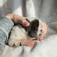 Aspen, a female Great Dane for sale in Nappanee, IN – Photo 6 of 8