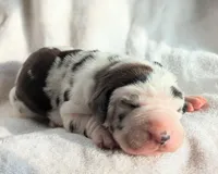 Aspen, a female Great Dane for sale in Nappanee, IN – Photo 4 of 8